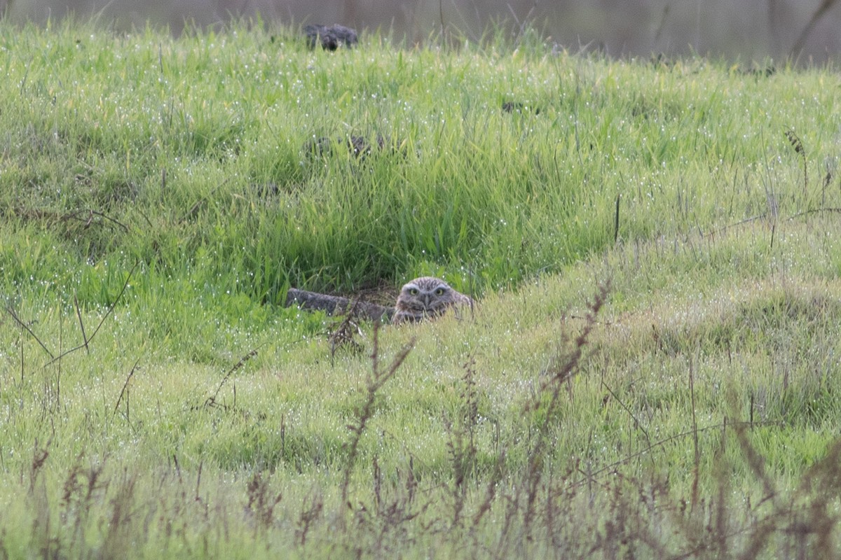 sýček králičí - ML645472418