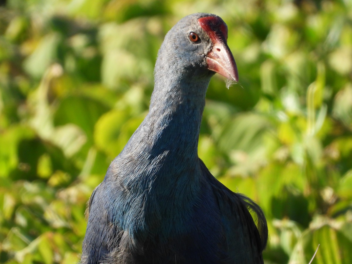 slípka šedohlavá - ML645472419