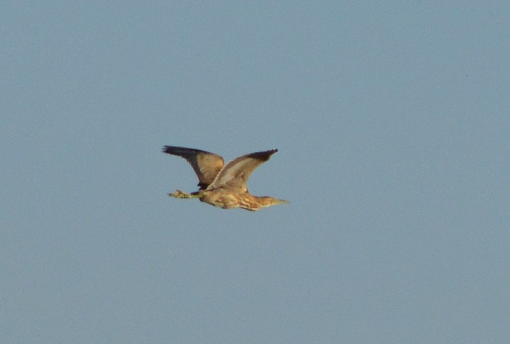 American Bittern - ML645472420