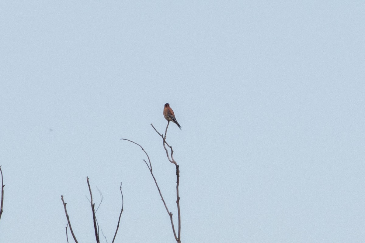 poštolka pestrá - ML645472421