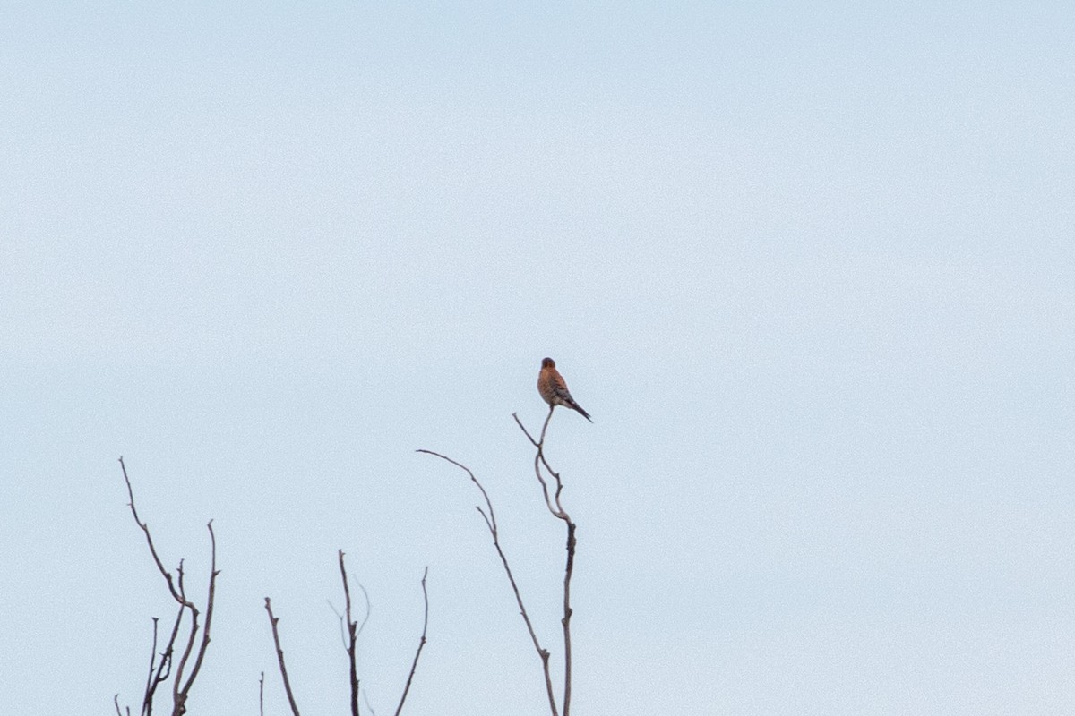 poštolka pestrá - ML645472422