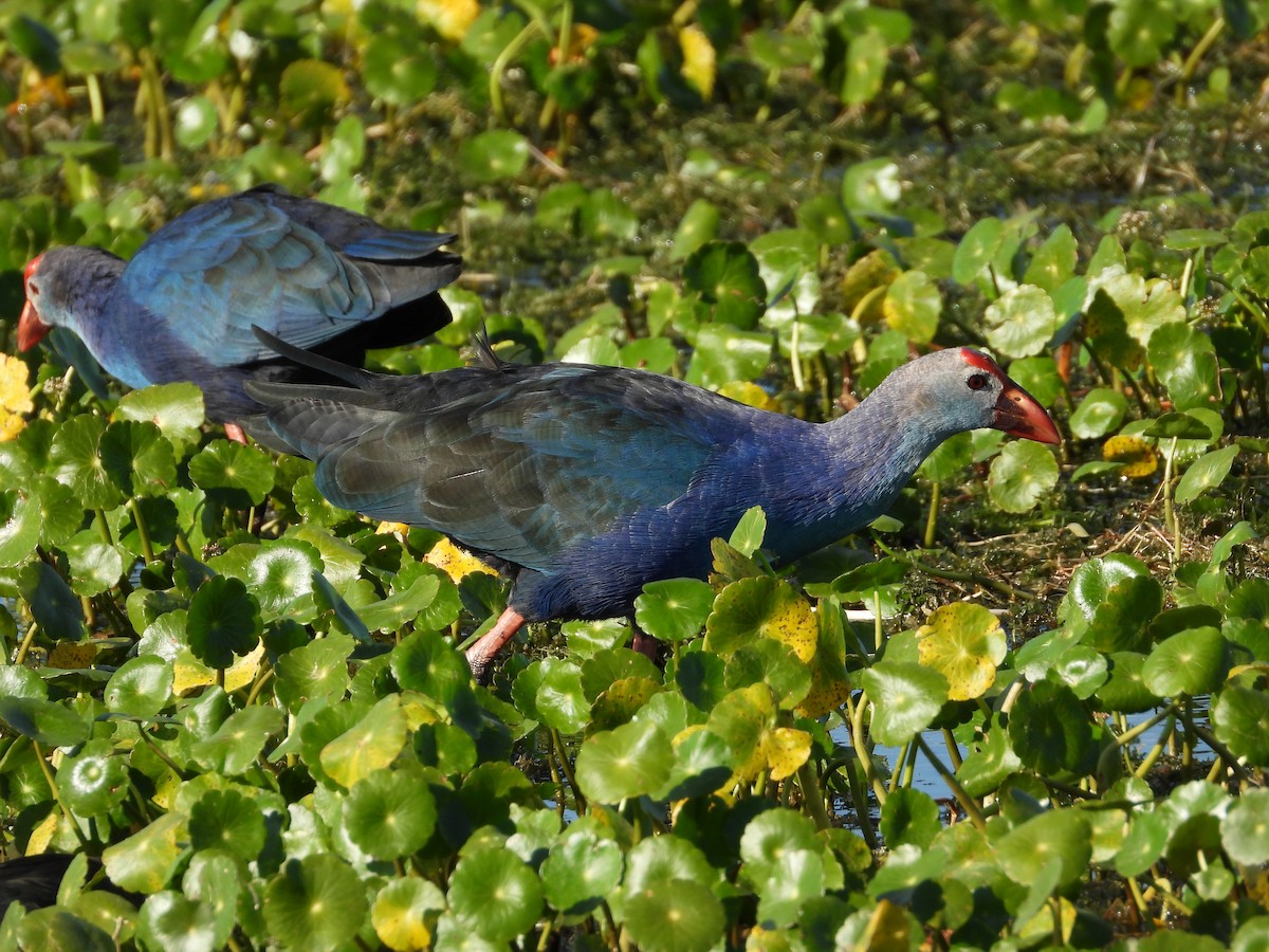 slípka šedohlavá - ML645472423