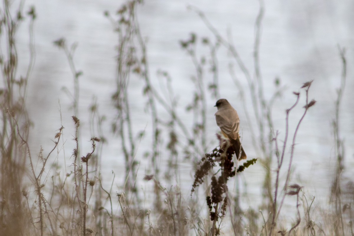 Say's Phoebe - ML645472424
