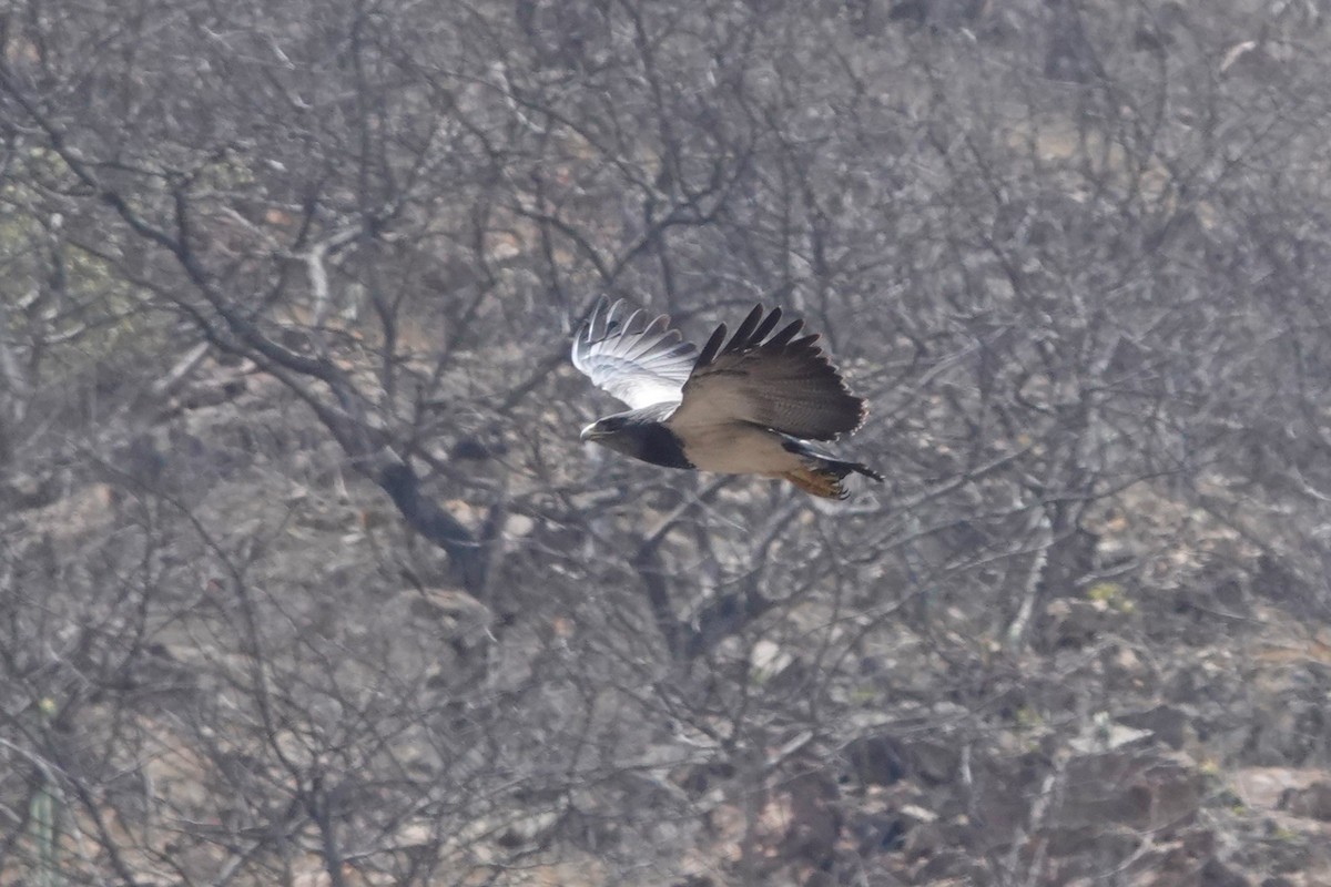 káně orlí - ML645472425