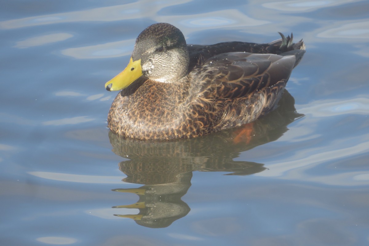 Mallard x American Black Duck (hybrid) - ML645472426