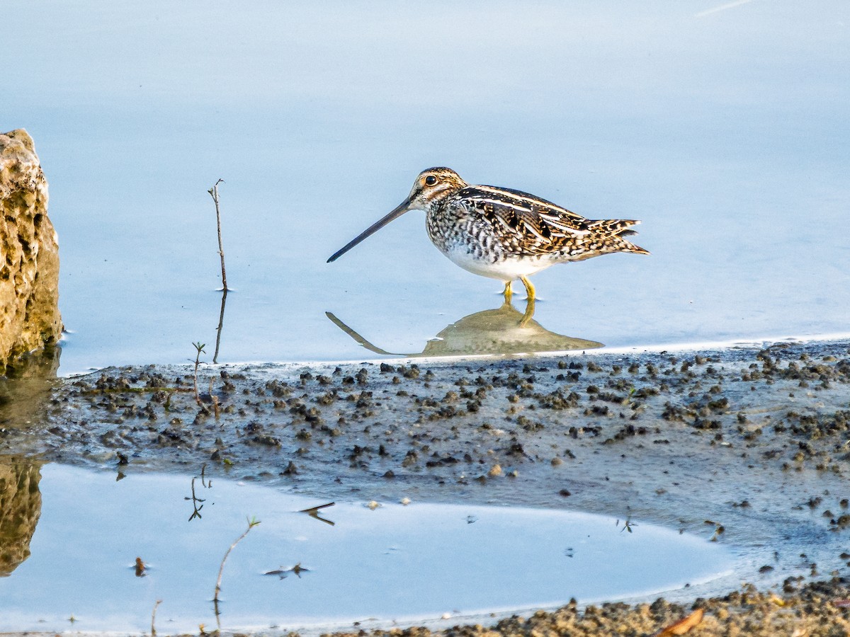 bekasina severoamerická - ML645472427