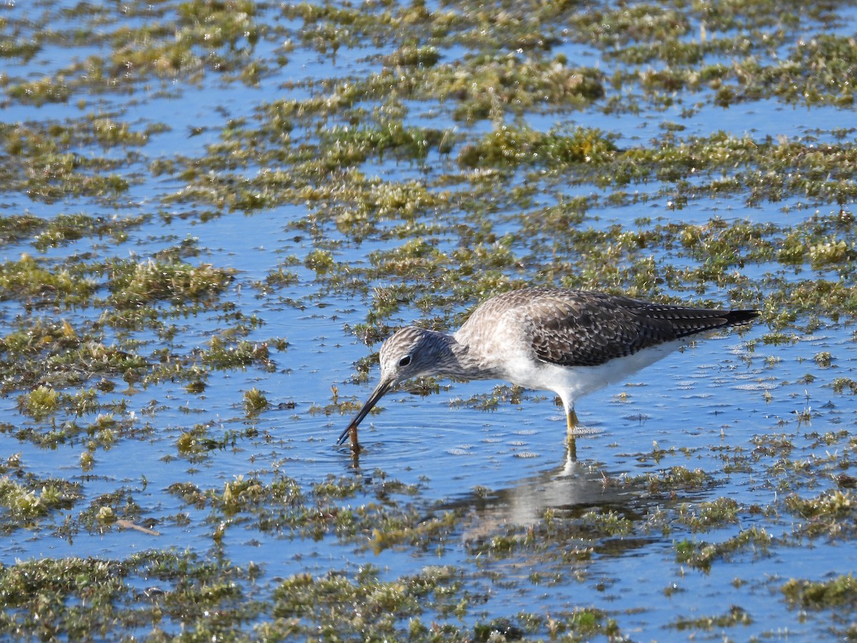 vodouš velký - ML645472428