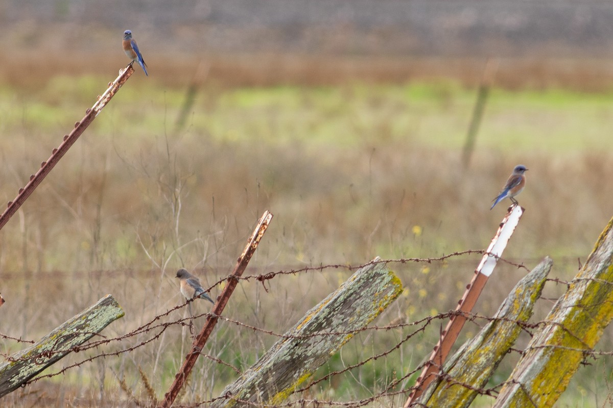 salašník západní - ML645472429