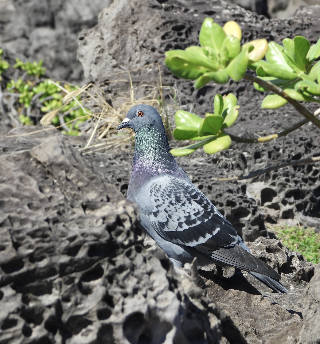 holub skalní (domácí) - ML645472430