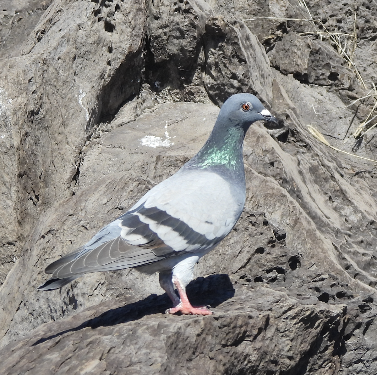 holub skalní (domácí) - ML645472431