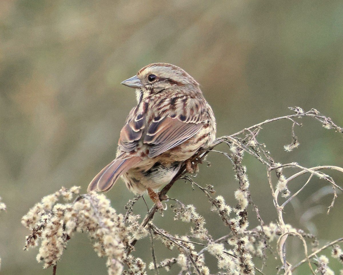 strnadec zpěvný - ML645472432