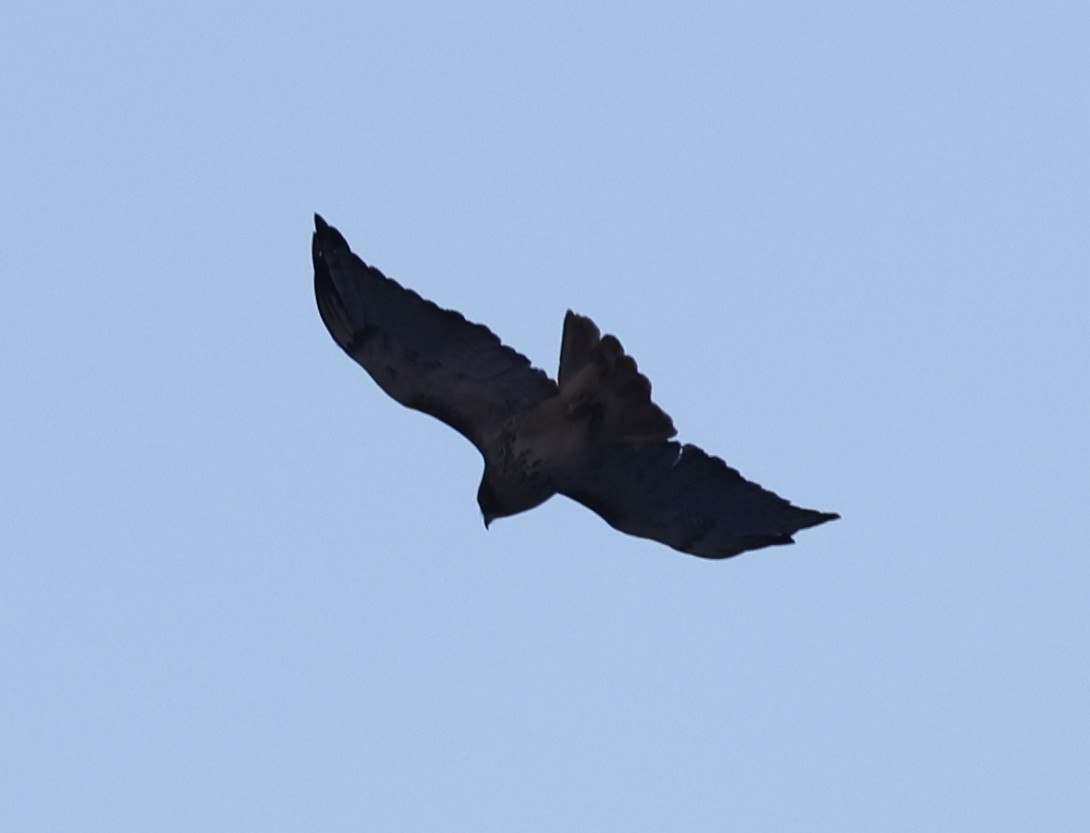 káně rudochvostá - ML645472437