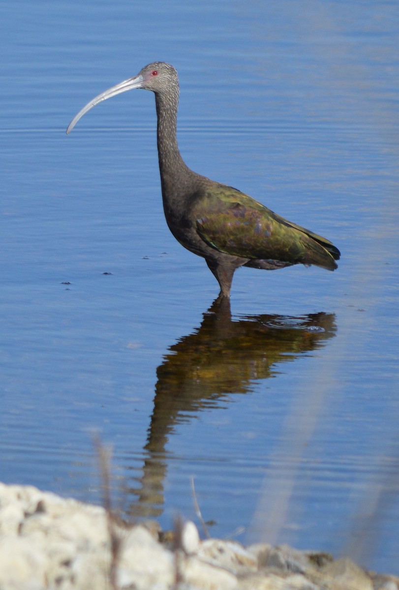 ibis americký - ML645472439