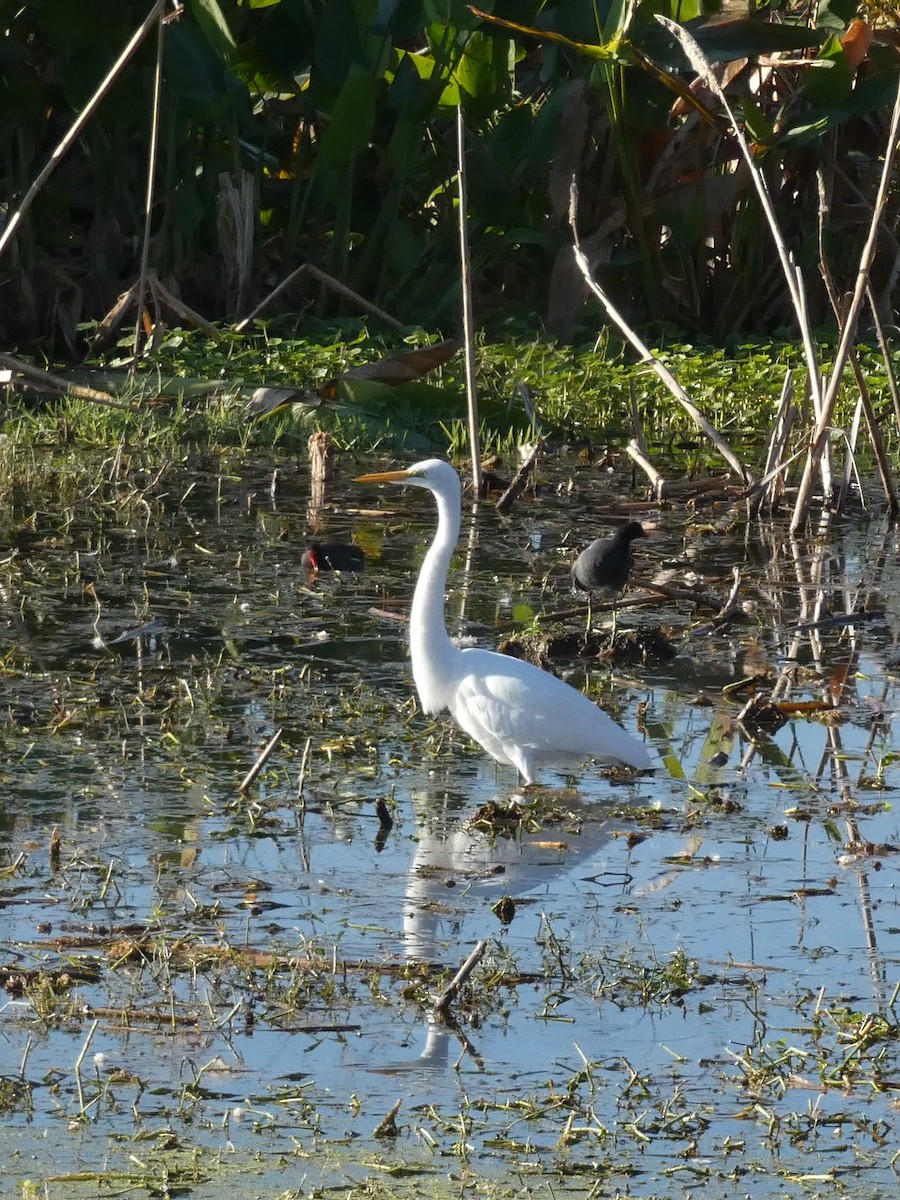 volavka bílá - ML645472442