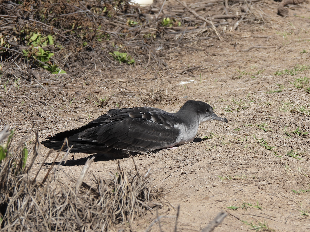 buřňák klínoocasý - ML645472443