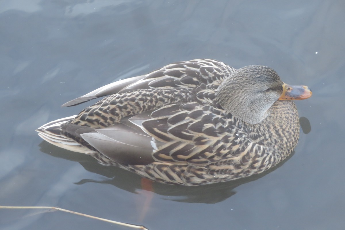 kachna divoká - ML645472444