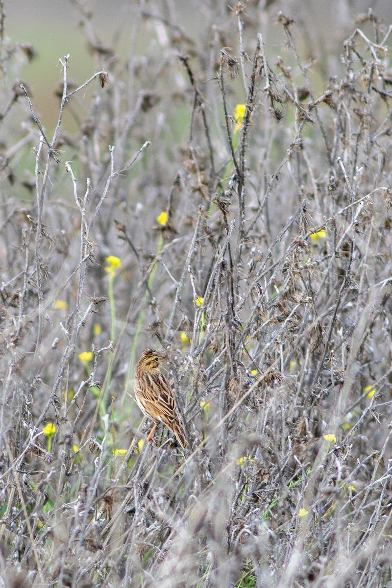 Savannah Sparrow - ML645472446