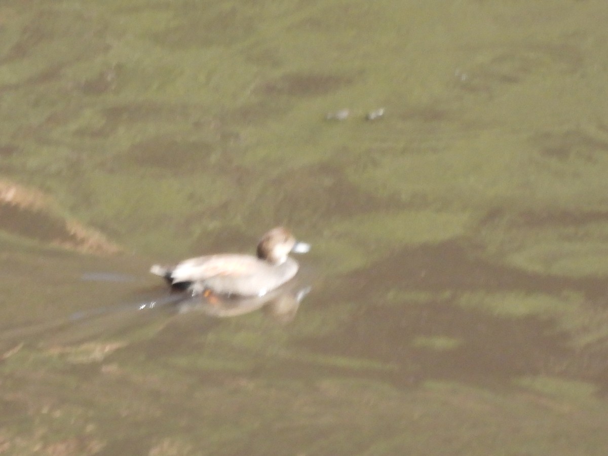 Boz Ördek - ML645472449