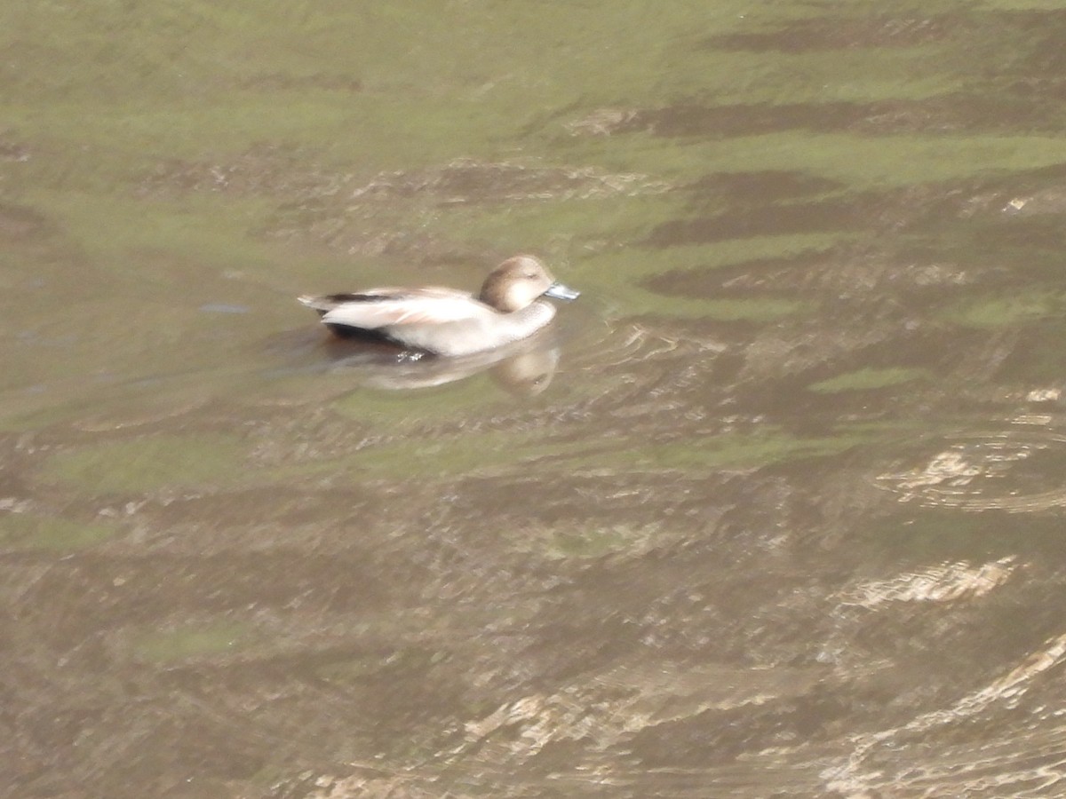 Boz Ördek - ML645472450