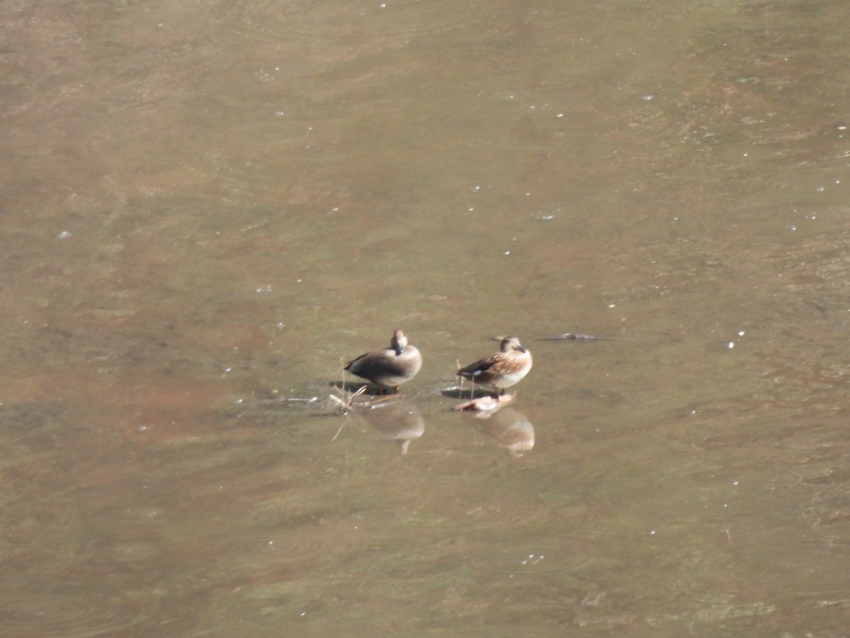 Boz Ördek - ML645472451