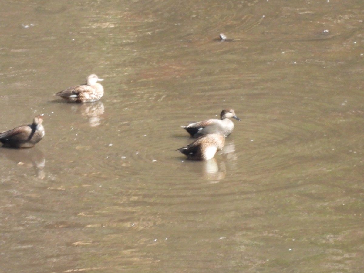 Boz Ördek - ML645472452