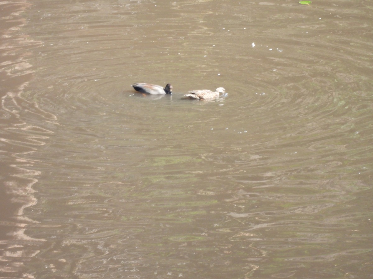 Boz Ördek - ML645472453