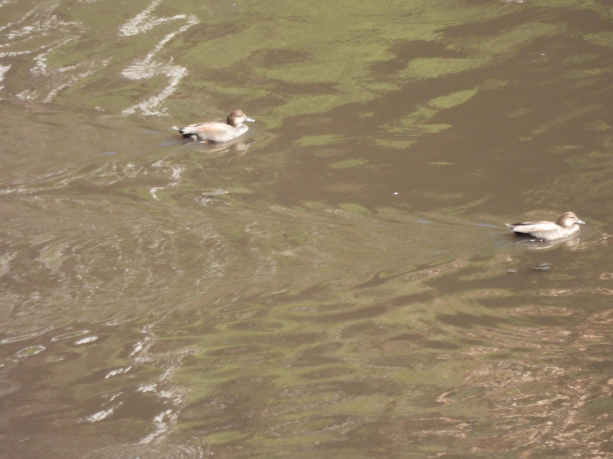 Boz Ördek - ML645472454