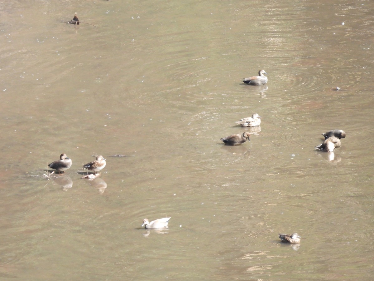 Boz Ördek - ML645472455