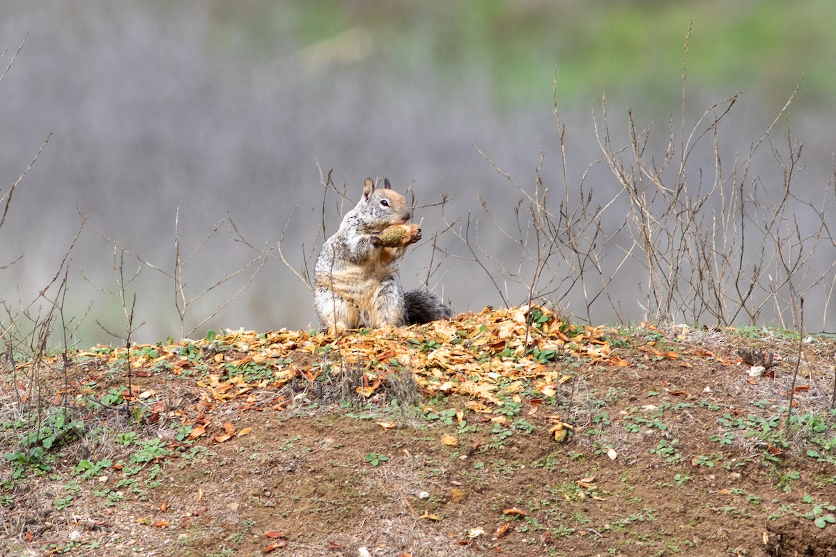 California Ground Squirrel - ML645472458