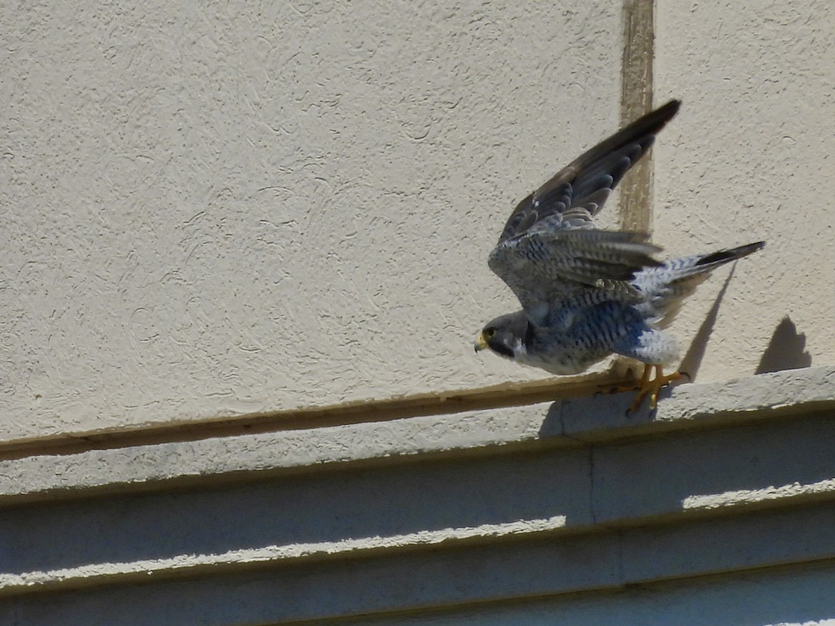 遊隼 - ML645472459