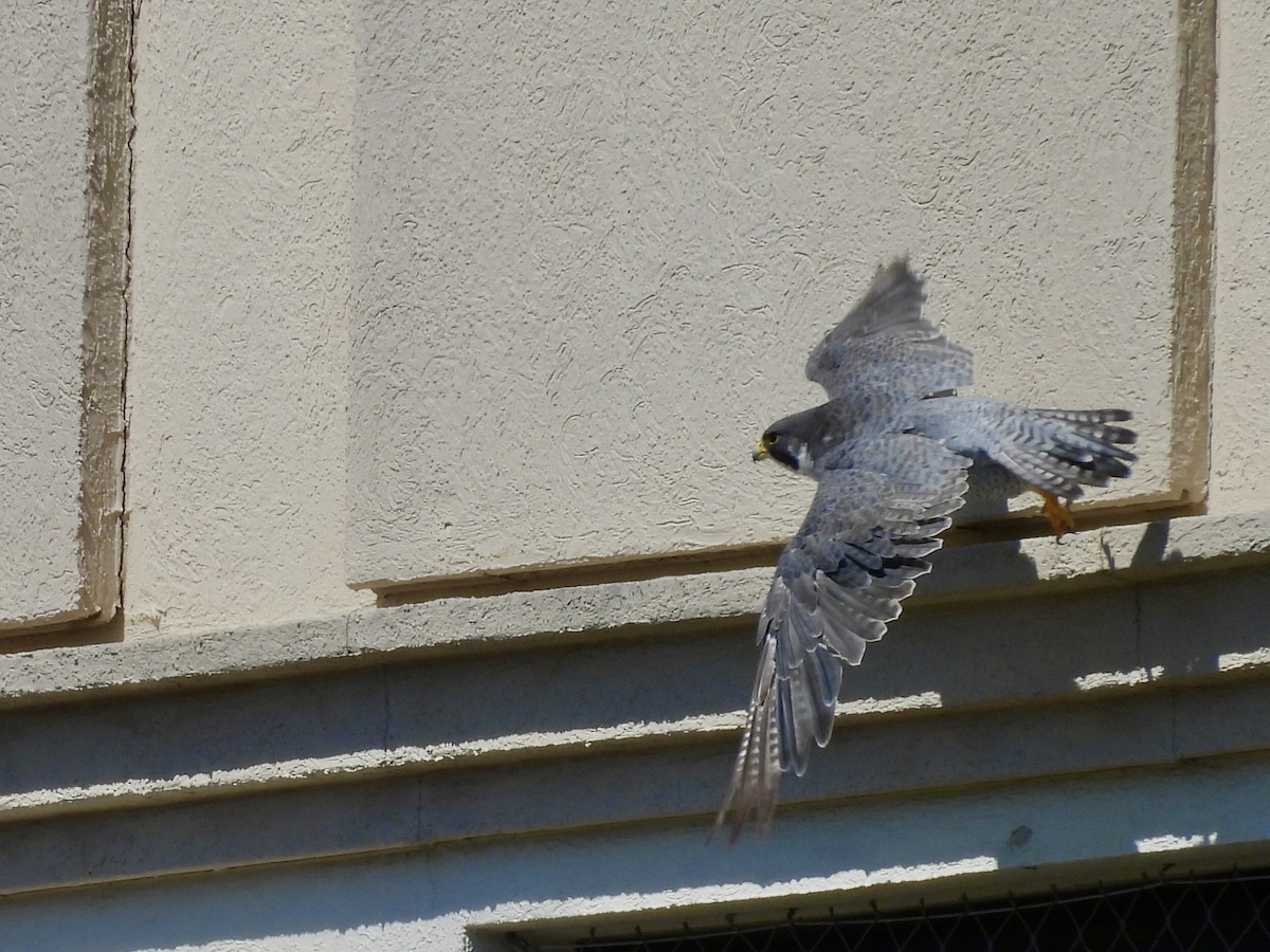 遊隼 - ML645472460