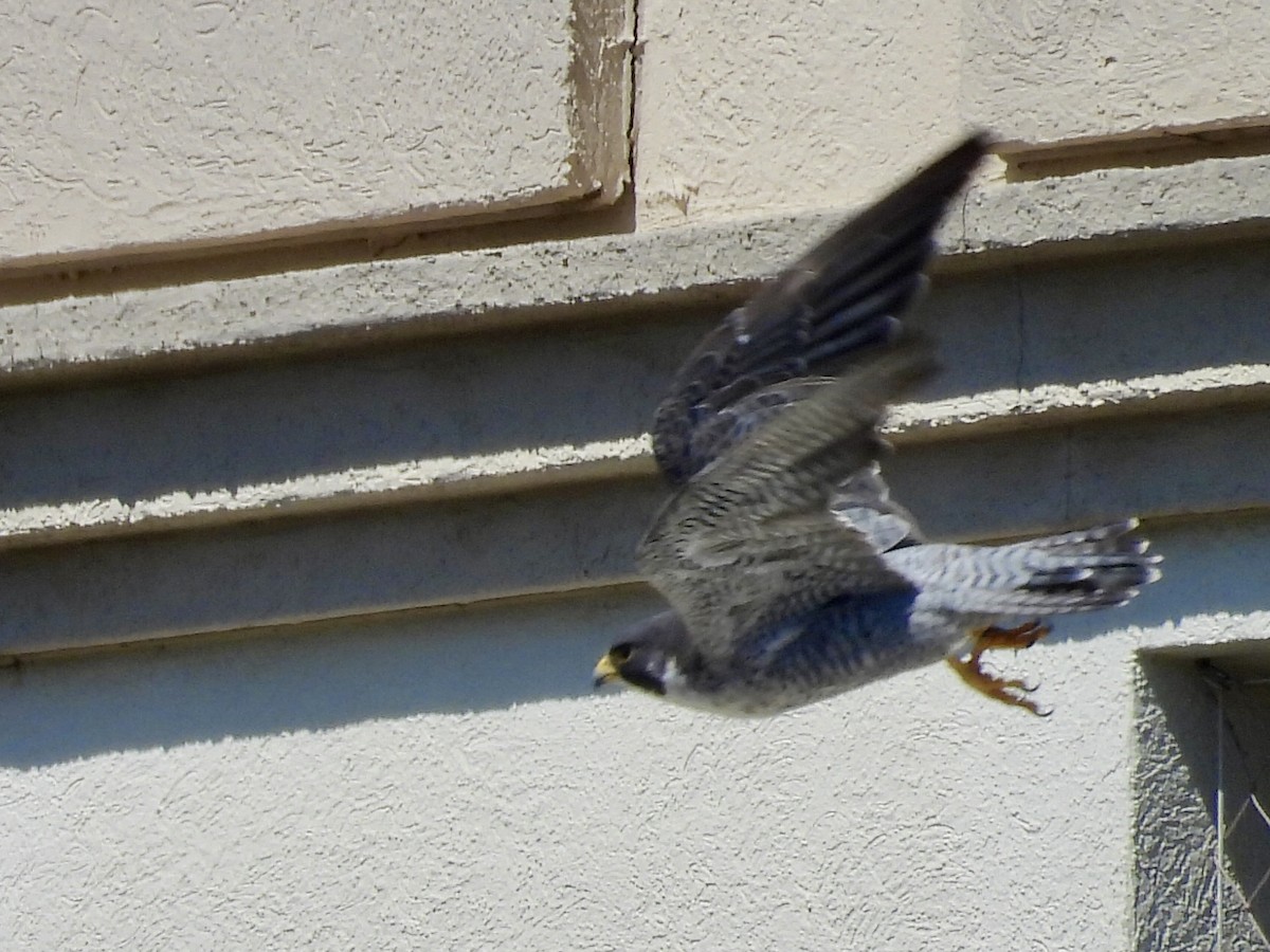 遊隼 - ML645472461