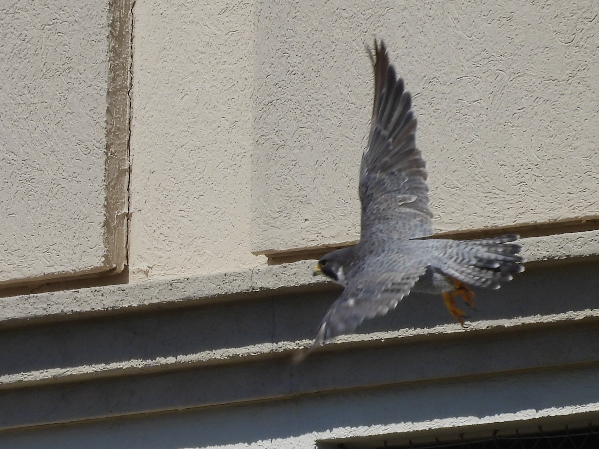 遊隼 - ML645472462