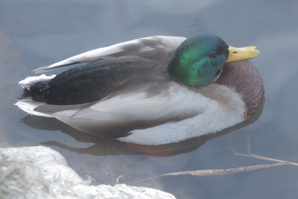 kachna divoká - ML645472465