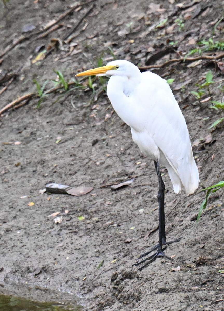 Great Egret - ML645472470