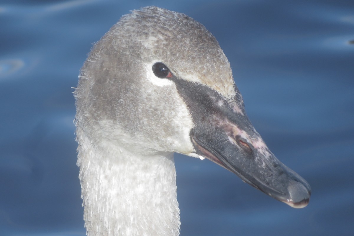 Trumpeter Swan - ML645472477