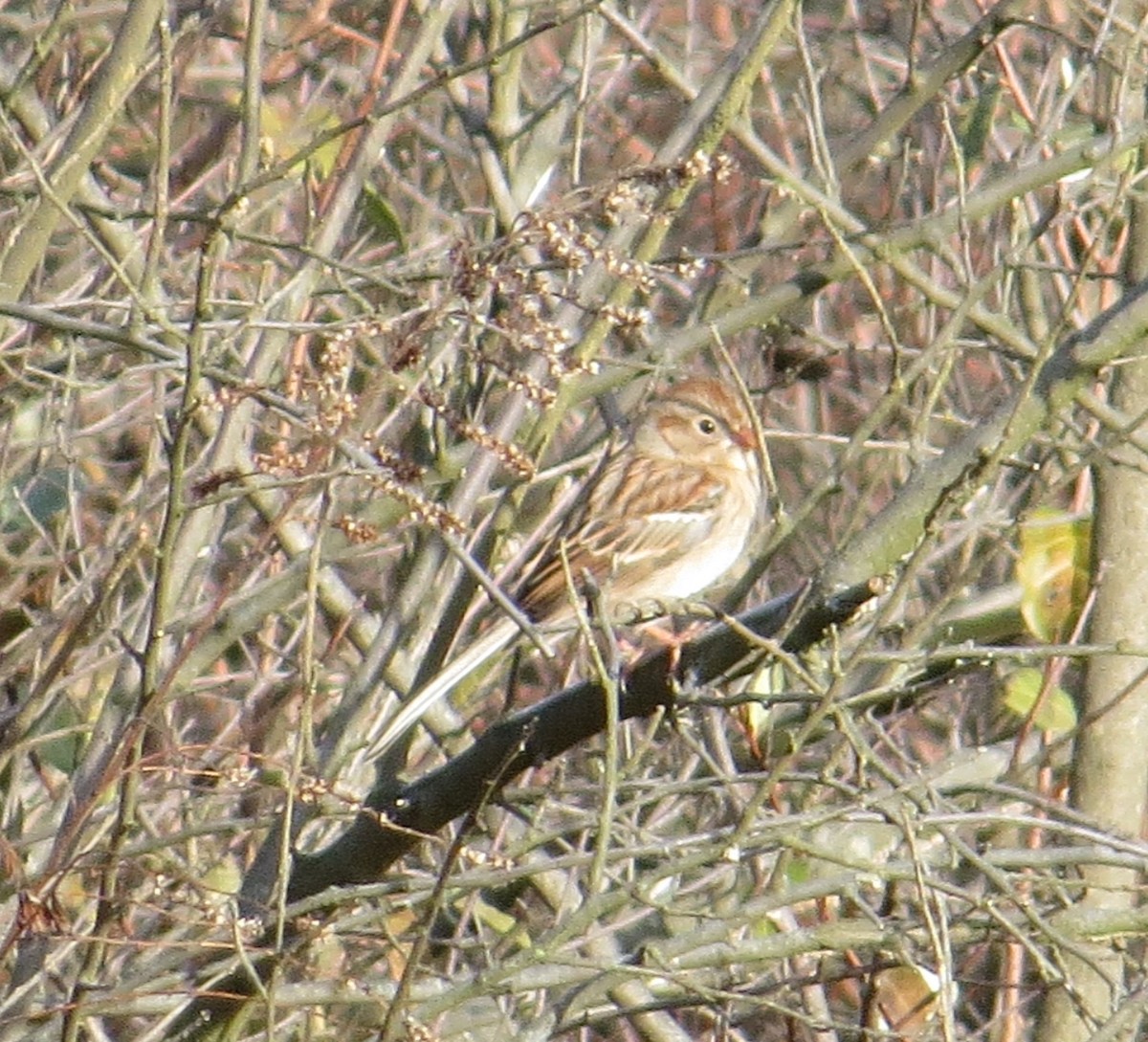 Field Sparrow - ML645472479