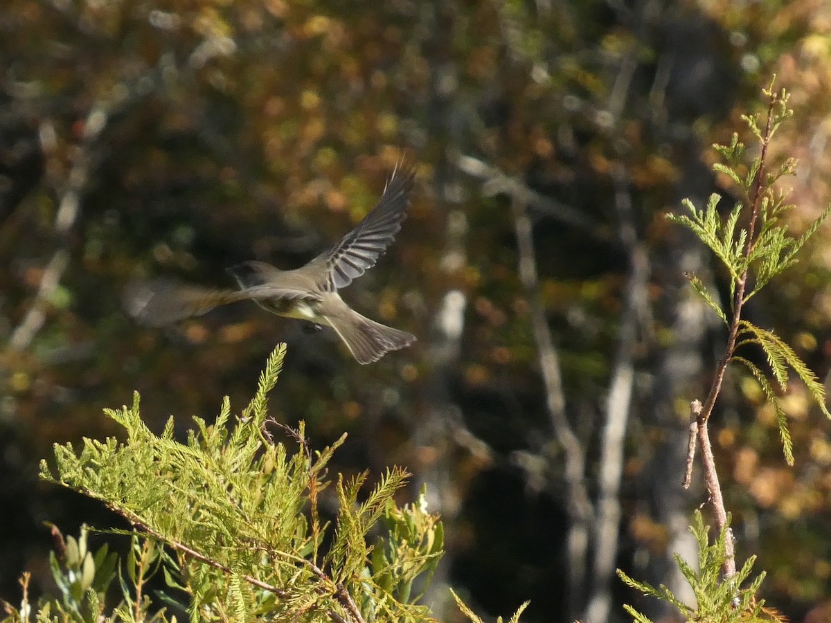 Eastern Phoebe - ML645472480