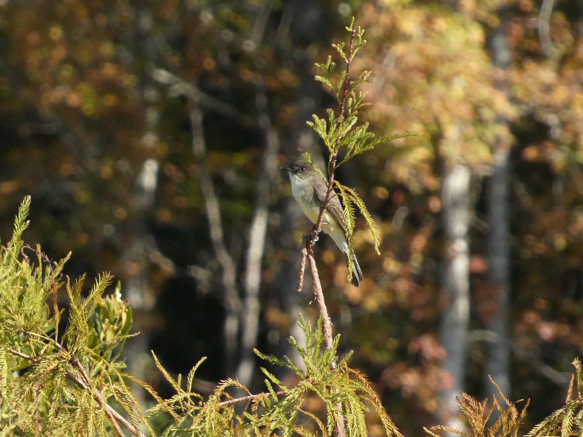 Eastern Phoebe - ML645472481