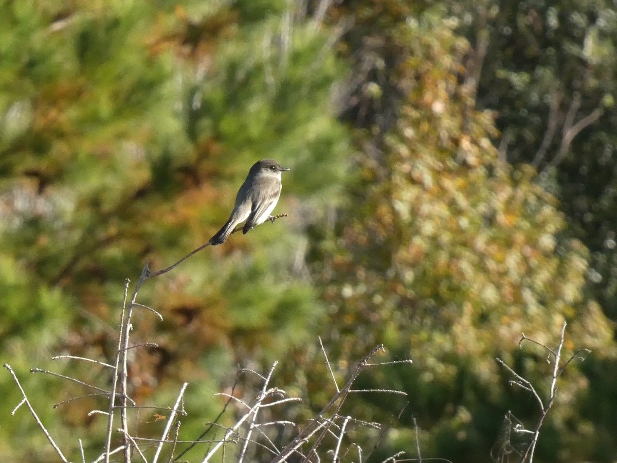 Eastern Phoebe - ML645472482