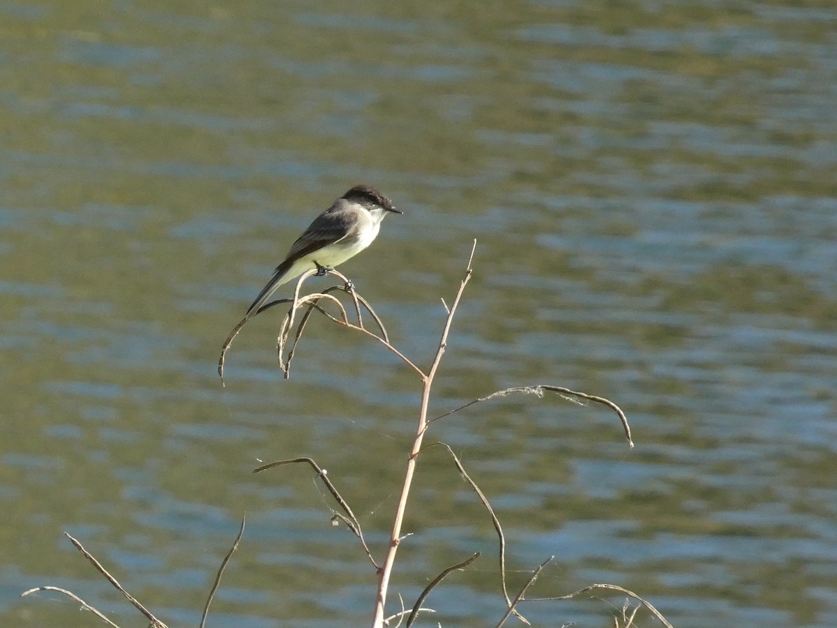 Eastern Phoebe - ML645472483