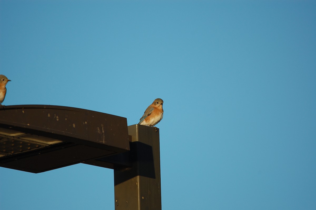 salašník modrý - ML645472484