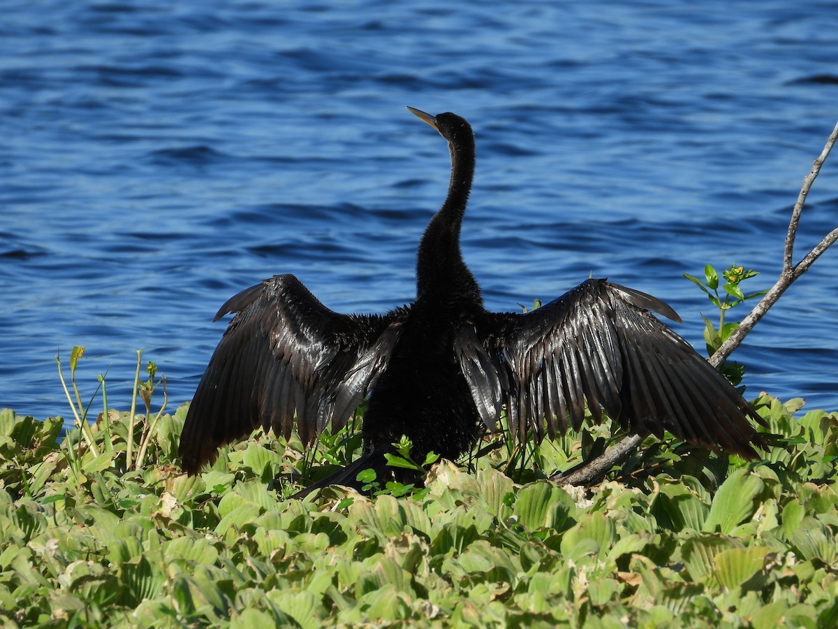 anhinga americká - ML645472485