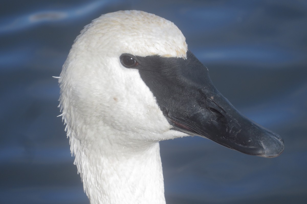 labuť trubač - ML645472487