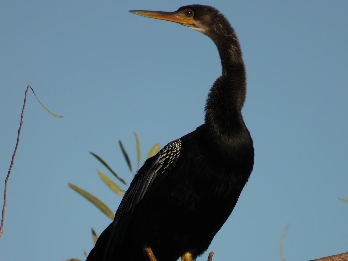 anhinga americká - ML645472489