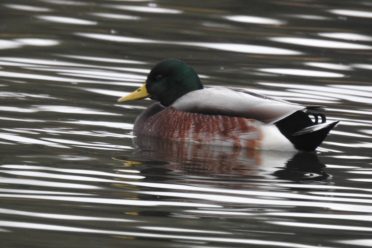 kachnovití sp. - ML645472490