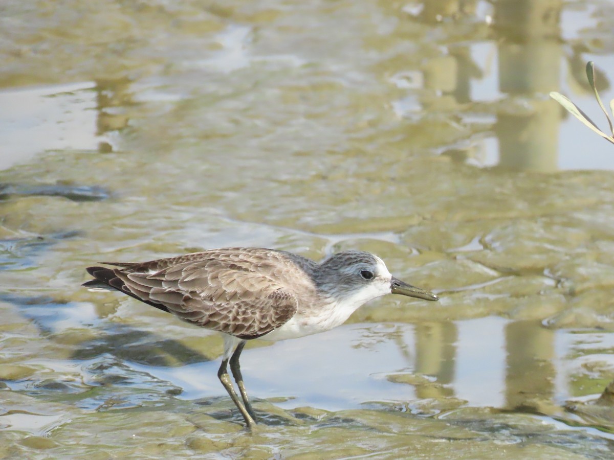 Semipalmated Sandpiper - ML645472491