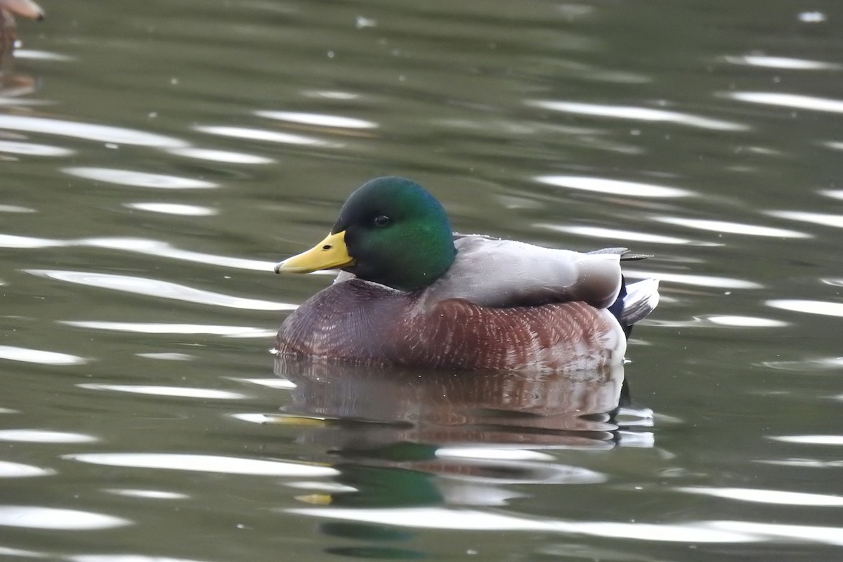 kachnovití sp. - ML645472493