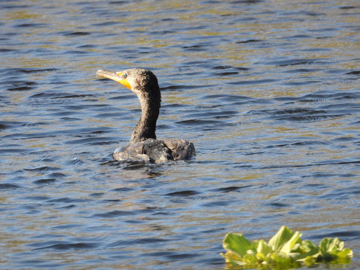 kormorán ušatý - ML645472494