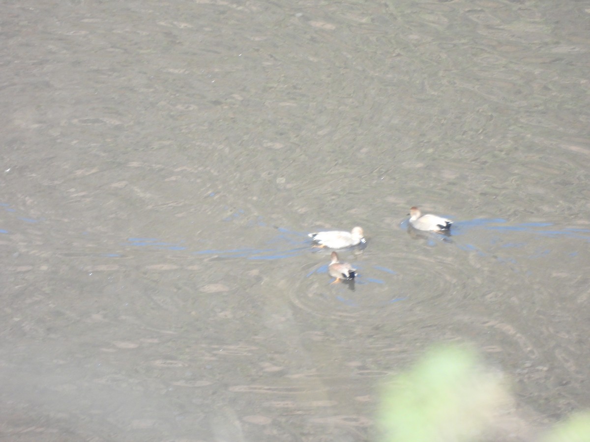 Boz Ördek - ML645472495